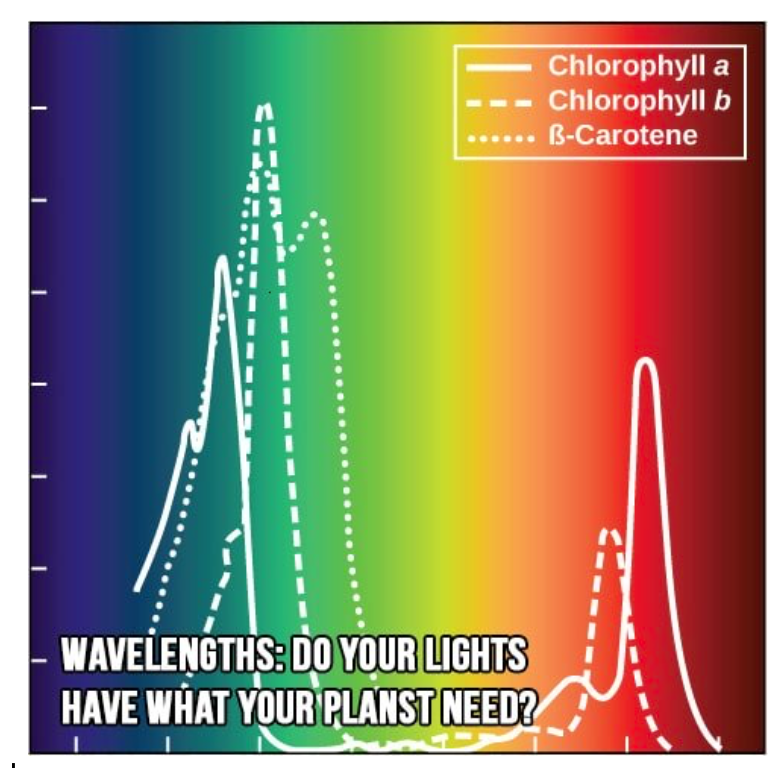 Спектр поглощения хлорофилла. Спектр поглощения пигментов. Absorption Spectrum. Пигментов Spectrum®.