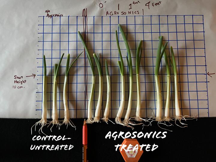 Agrosonics shows significant results in six days
